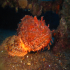Scorpionfish - Image